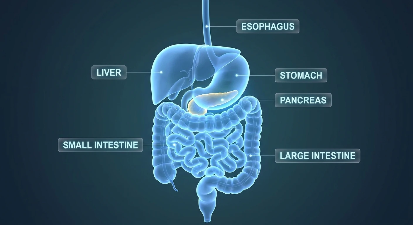 Tout savoir sur le cancer du pancreas symptômes
